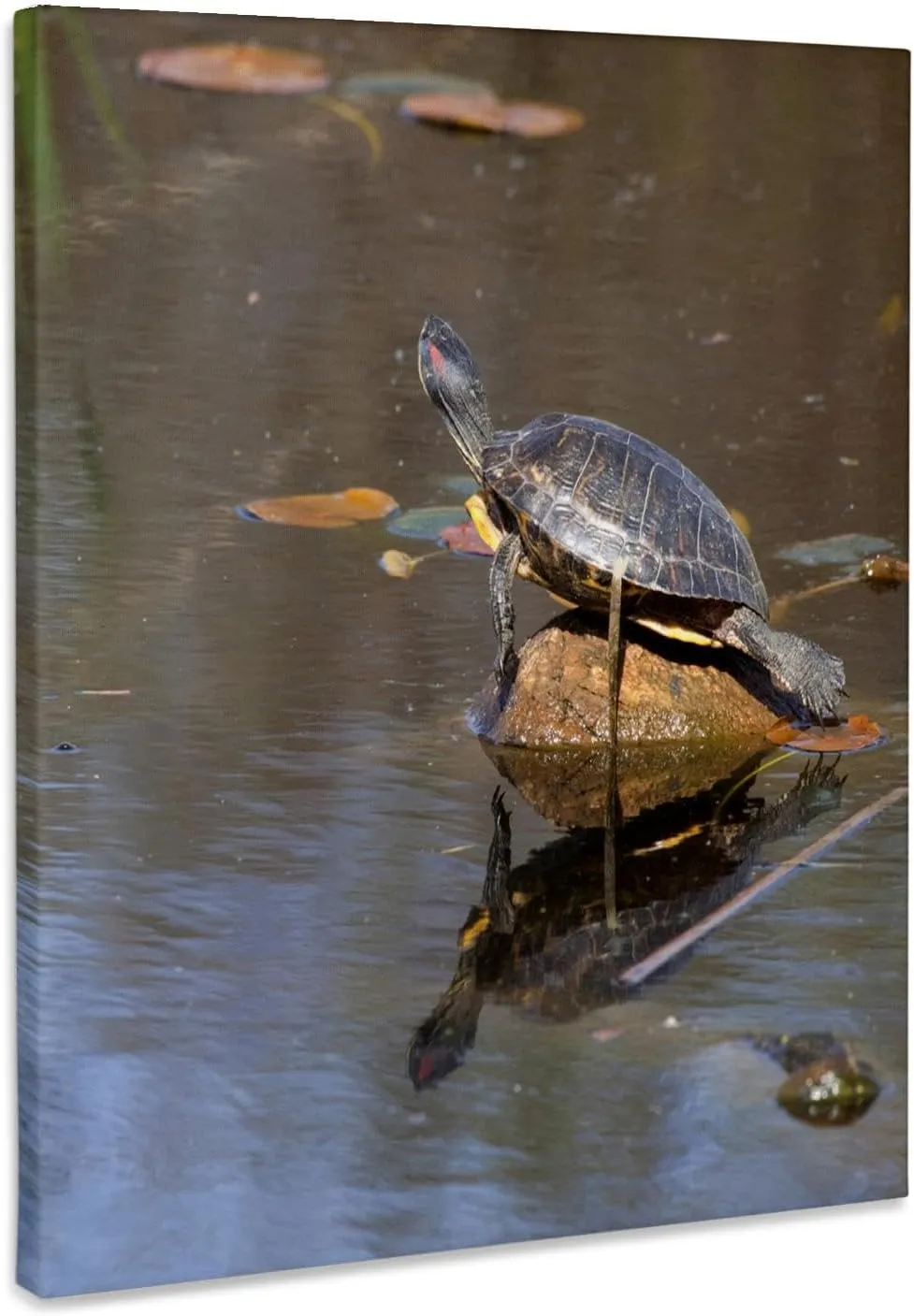 3dRose, Juanita Bay, Pond Slider Turtle, Red-eared - US48 JWI3672 - Jamie and Judy Wild, Museum Grade Canvas Wrap 16x20