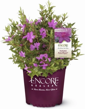 Autumn Amethyst Encore Azalea (1 Gallon) - Purple, Pink Flowering Shrub - Reblooming Rhododendron Plants