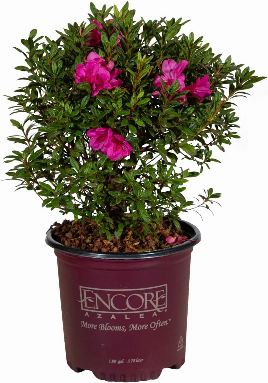 Autumn Amethyst Encore Azalea (1 Gallon) - Purple, Pink Flowering Shrub - Reblooming Rhododendron Plants