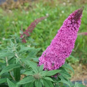 Buddleia Pugster Pinker®, 3 Gallon, Live Dwarf deciduous Shrub, Butterfly Bush, Full Sun, Outdoor