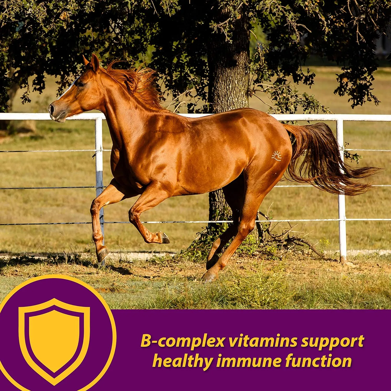Farnam Horse Health Red Cell, Liquid Vitamin-Iron-Mineral Supplement for Horses, Helps Fill Important Nutritional Gaps in Horse's Diet, 1 Gallon, 128 Oz., 64-Day Supply