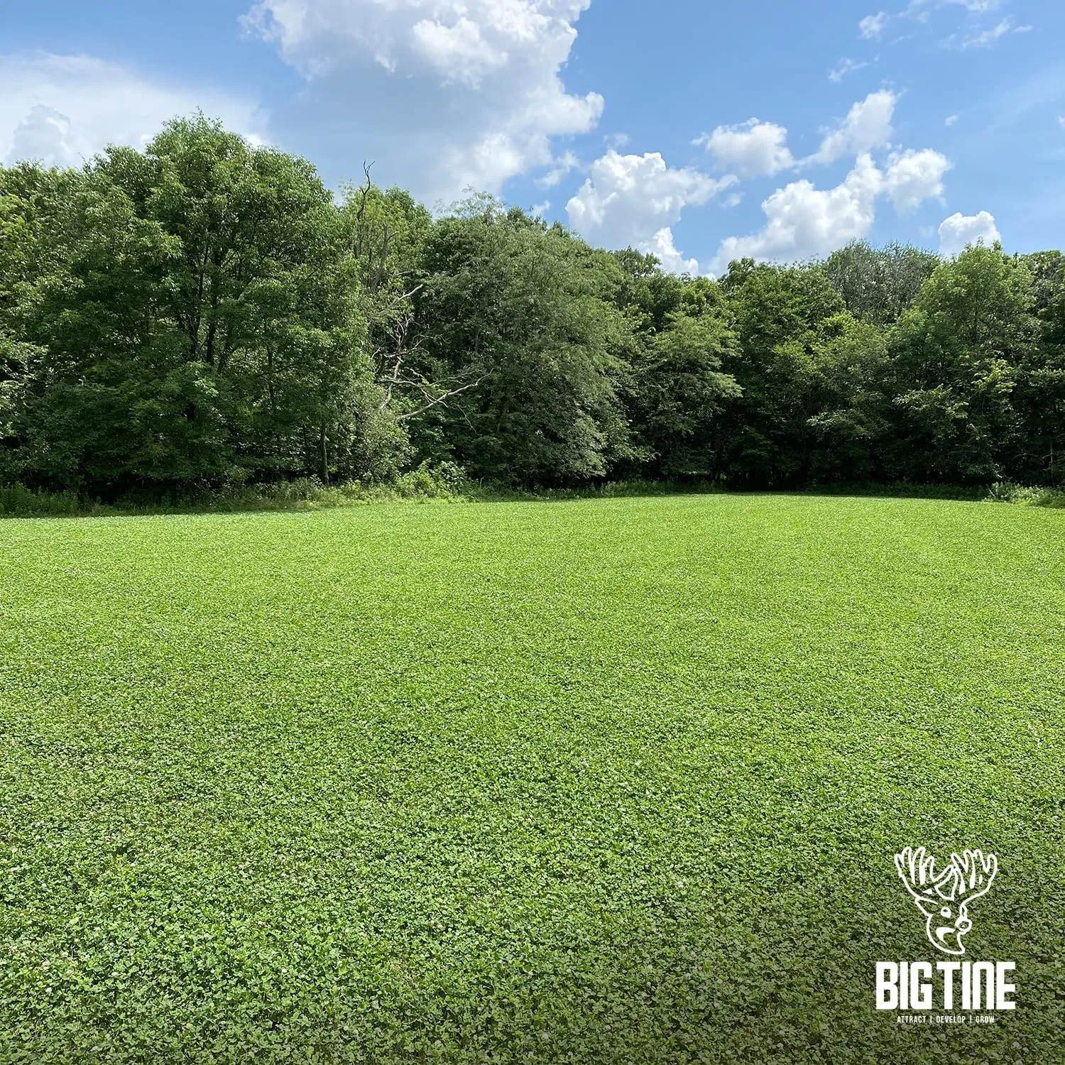 Food Plot Mix, Deer Attractant, Foundation Clover, Premium Clover Mix, 4 lbs Bag, Perennial, Great for Food Plots, High Drought Tolerance