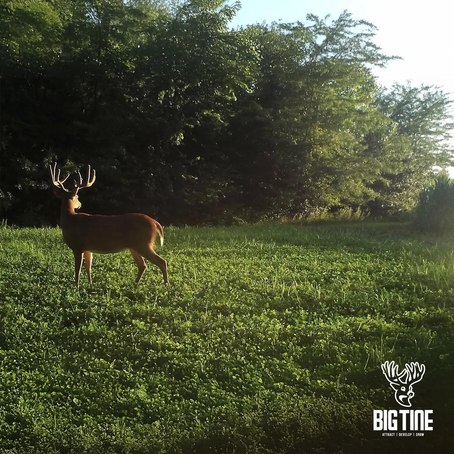 Food Plot Mix, Deer Attractant, Foundation Clover, Premium Clover Mix, 4 lbs Bag, Perennial, Great for Food Plots, High Drought Tolerance