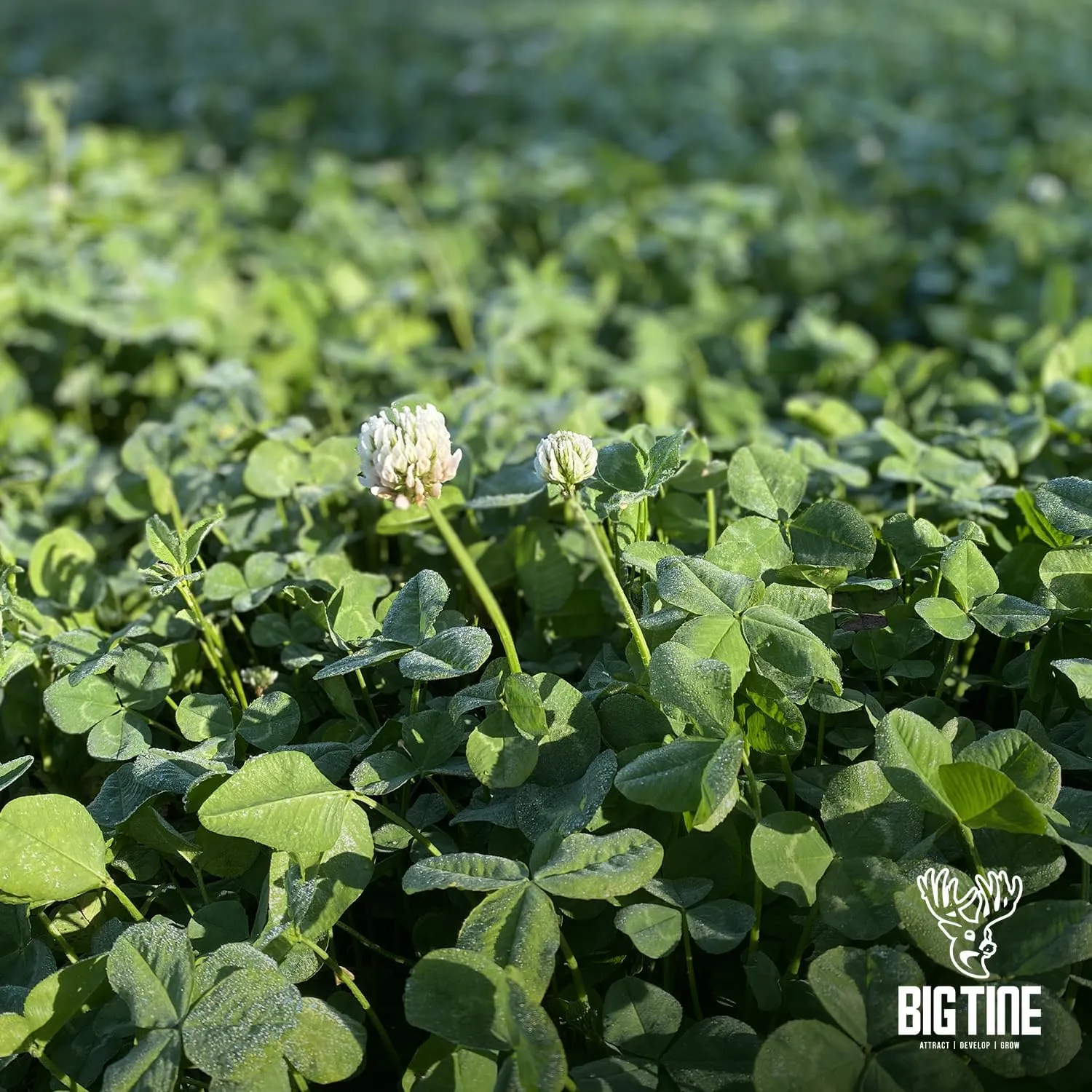 Food Plot Mix, Deer Attractant, Foundation Clover, Premium Clover Mix, 4 lbs Bag, Perennial, Great for Food Plots, High Drought Tolerance