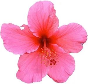 Hollis Pink Hibiscus Wall Decal Cutout 34.5"x36"