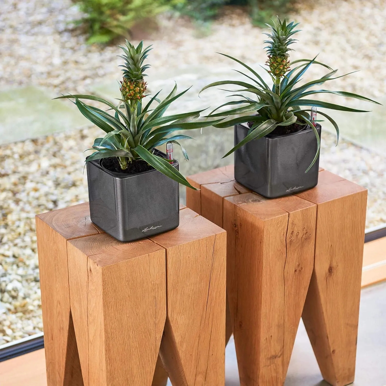 Lechuza 13512 Cube Glossy 14 Self-Watering Planter for Indoor and Outdoor Use, 6" x 6" x 5", Scarlet Red