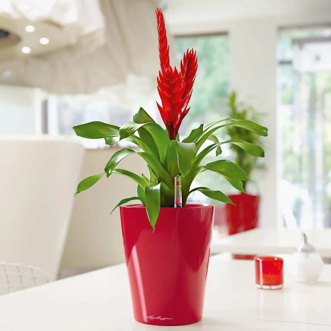 Lechuza 14960 Mini Deltini Self-Watering Garden Planter, Scarlet Red High Gloss