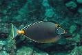 Naso Tang 8-9"