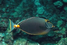 Naso Tang 8-9"