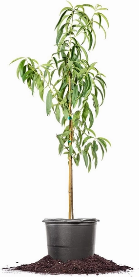 Perfect Plants Tropic Snow Peach Tree 4-5 Feet | Live Fruit Trees for Outdoor Planting | Easy to Grow in Home Gardens | Sweet & Healthy Fruits for Fresh Eating, Canning, or Baked Goods