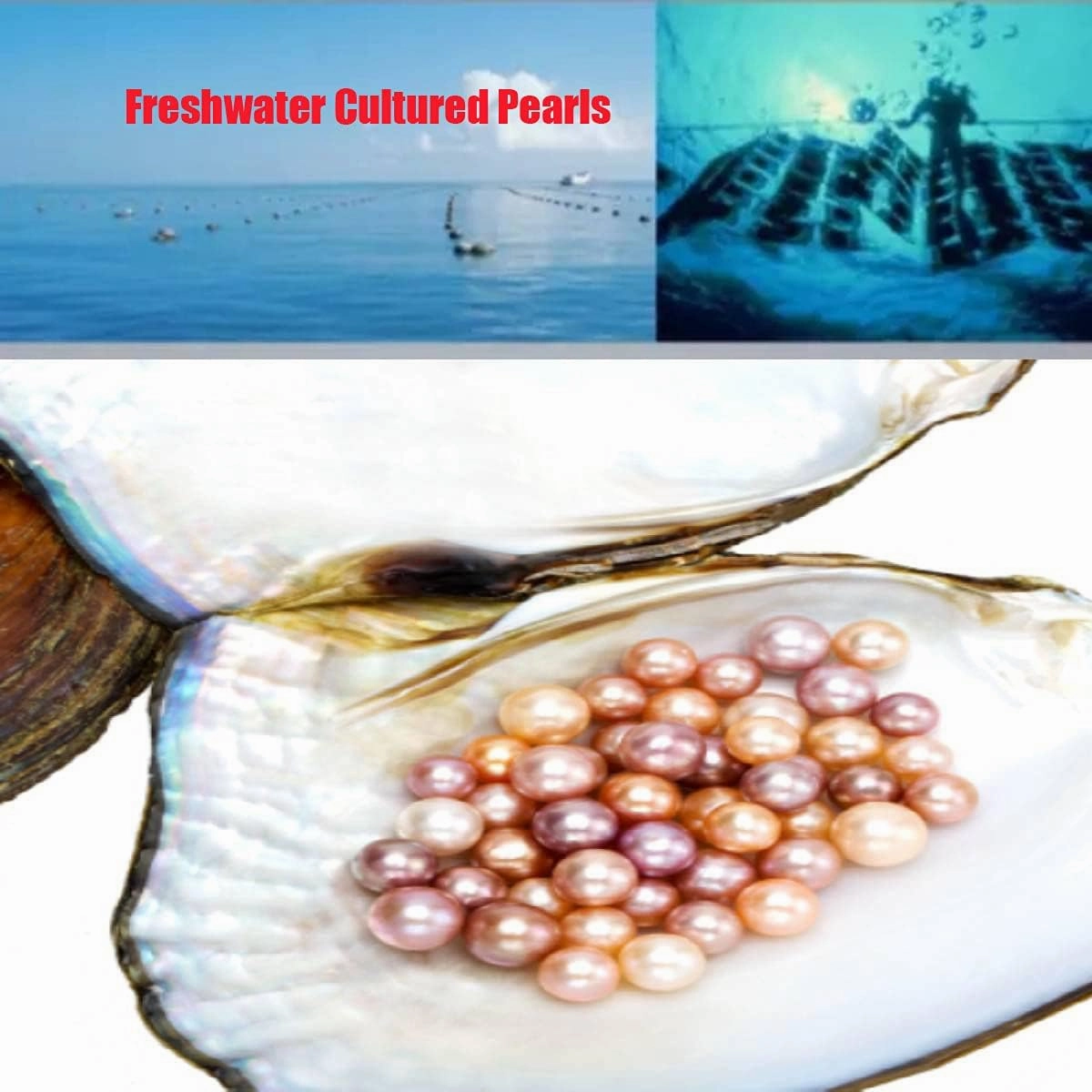 pink pearls 18K plate Gold stud Earrings for women Ladies Girl，Handpicked Genuine Freshwater's aquaculture Cultured AAAA  Pearls.