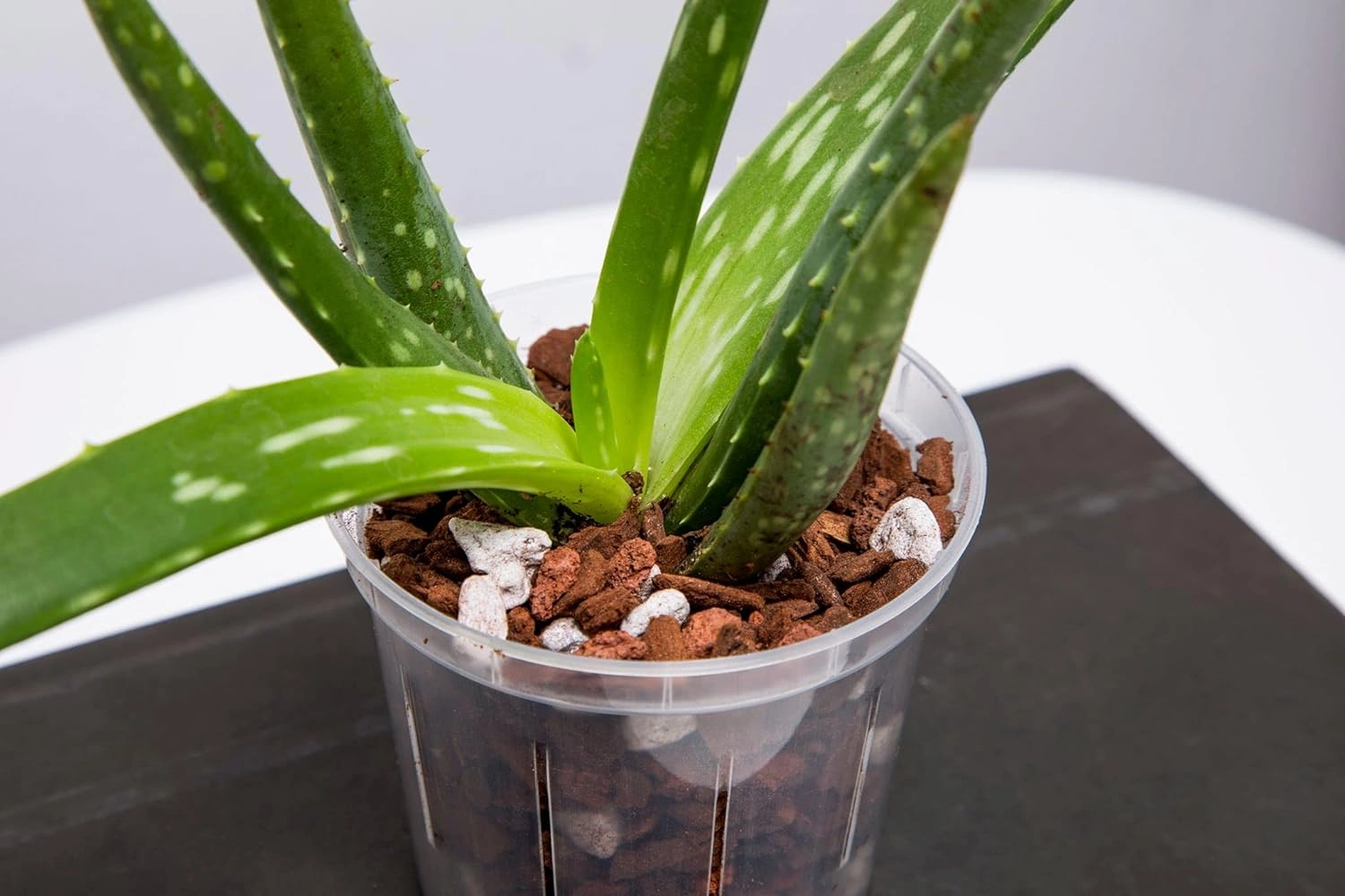 rePotme Orchid Pot - 6 inch Slotted Clear Orchid Pots - 3 Pack (Crystal Clear)