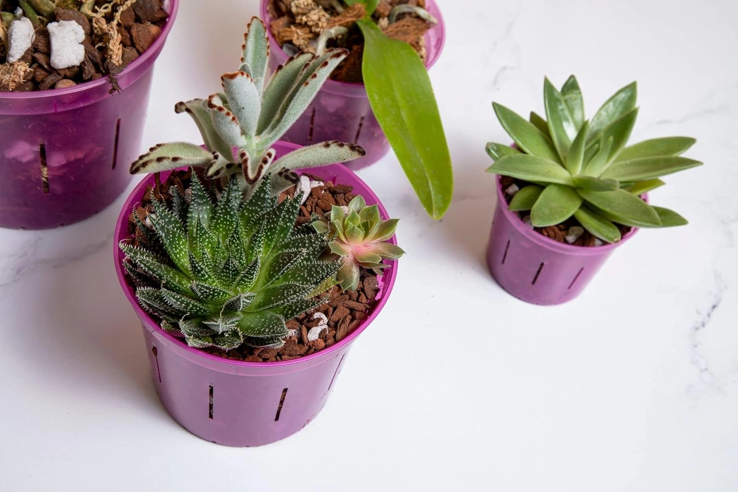 rePotme Orchid Pot - 6 inch Slotted Clear Orchid Pots - 3 Pack (Crystal Clear)